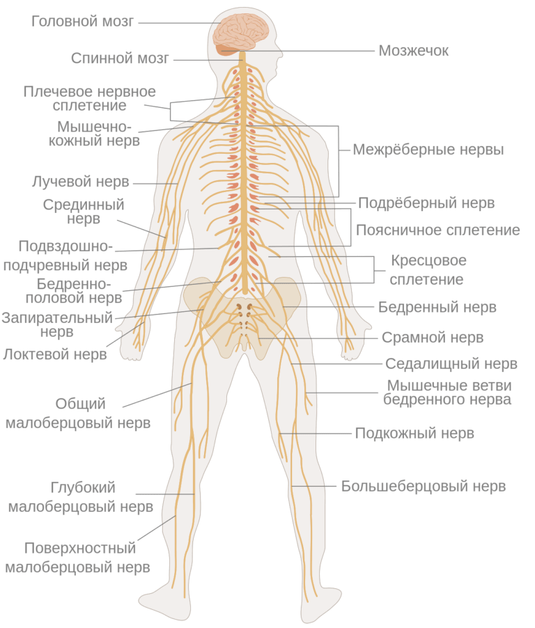 Нервная система позвоночника человека фото с описанием