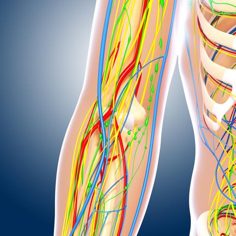 Elbow anatomy, artwork